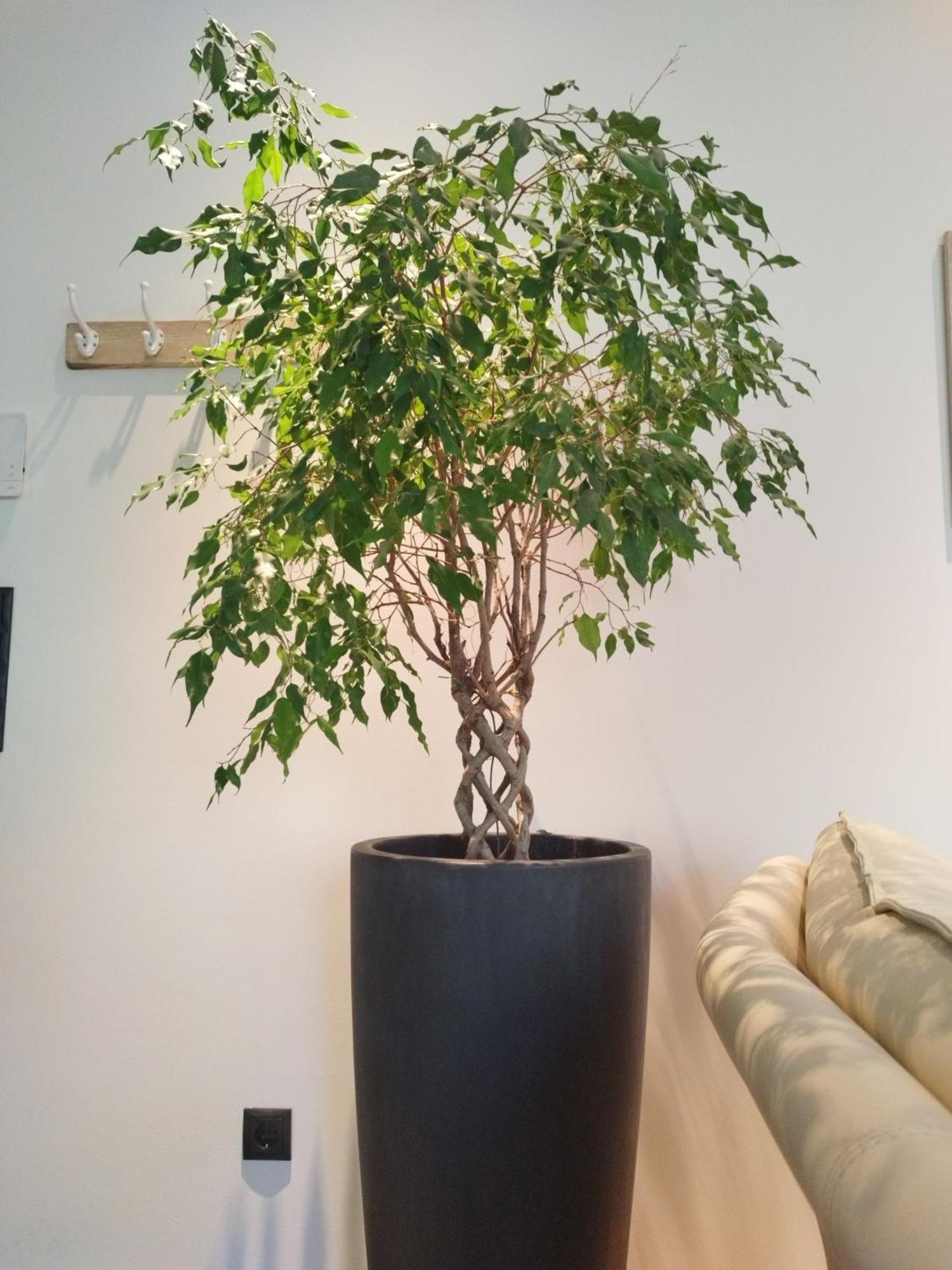 Appartement Waldzauber Medraz Ngoại thất bức ảnh